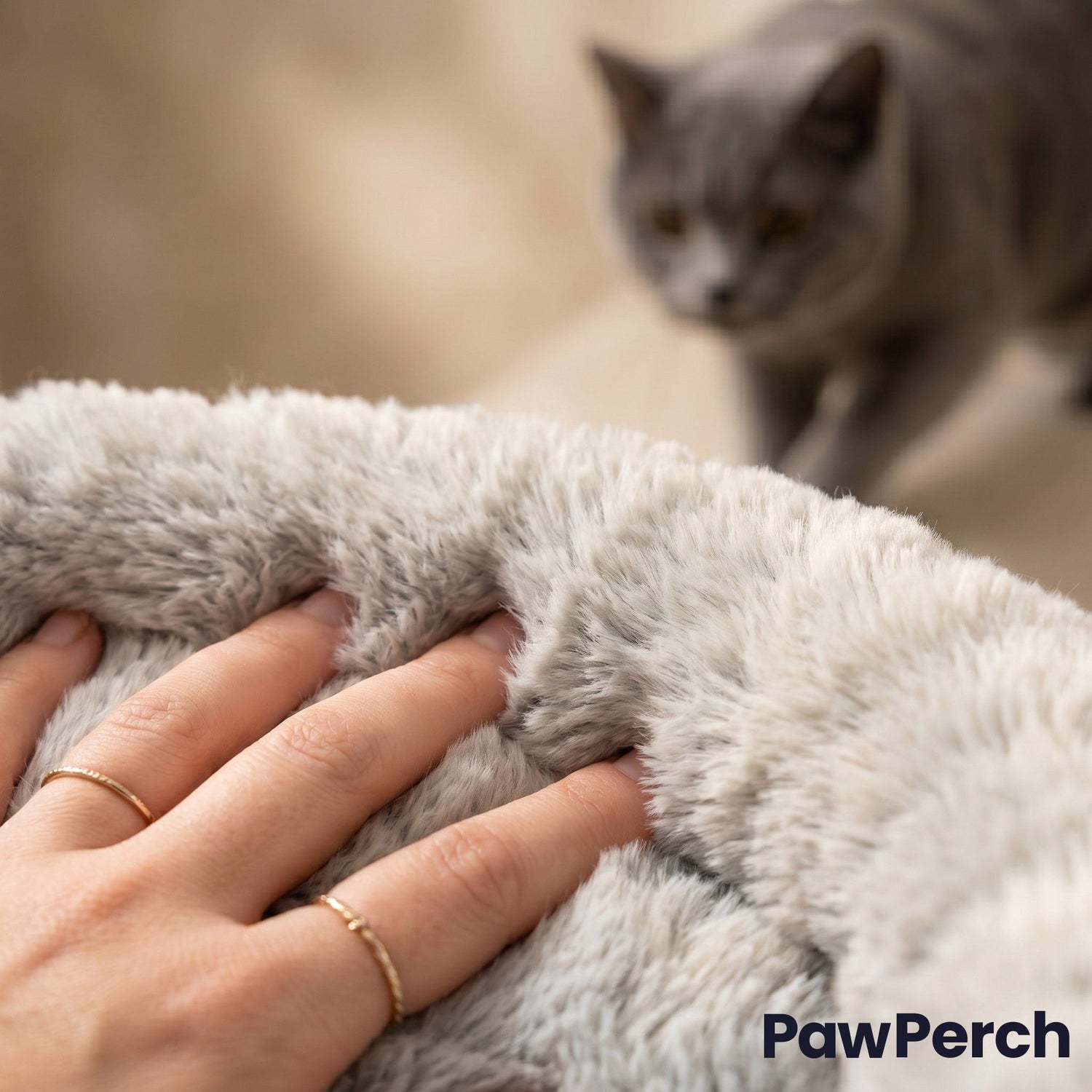 Main touchant la fausse fourrure douce du coussin PawPerch avec chat gris curieux en arrière-plan - qualité premium