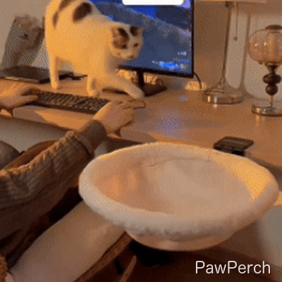 Chat calico qui saute dans son lit de bureau PawPerch clippé au bureau - adoption instantanée